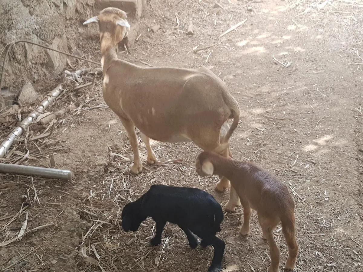 Finca Rural Torres Casas 1 Y 4 Bed & Breakfast 베가데산마테오 스페인