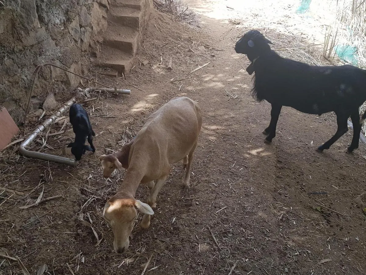 Finca Rural Torres Casas 1 Y 4 Bed & Breakfast 维加-德圣马特奥 度假居