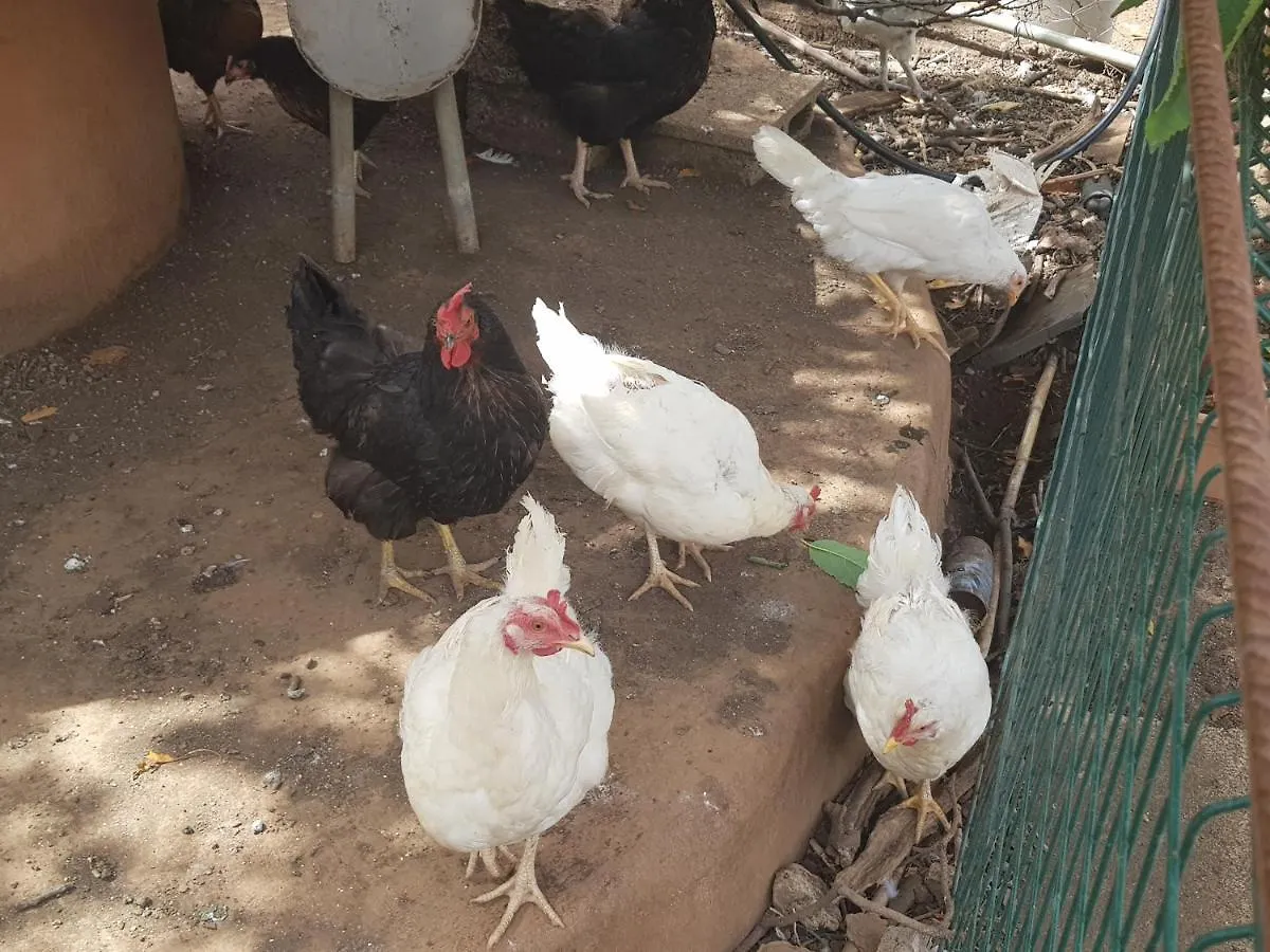 Finca Rural Torres Casas 1 Y 4 Bed & Breakfast 维加-德圣马特奥 度假居