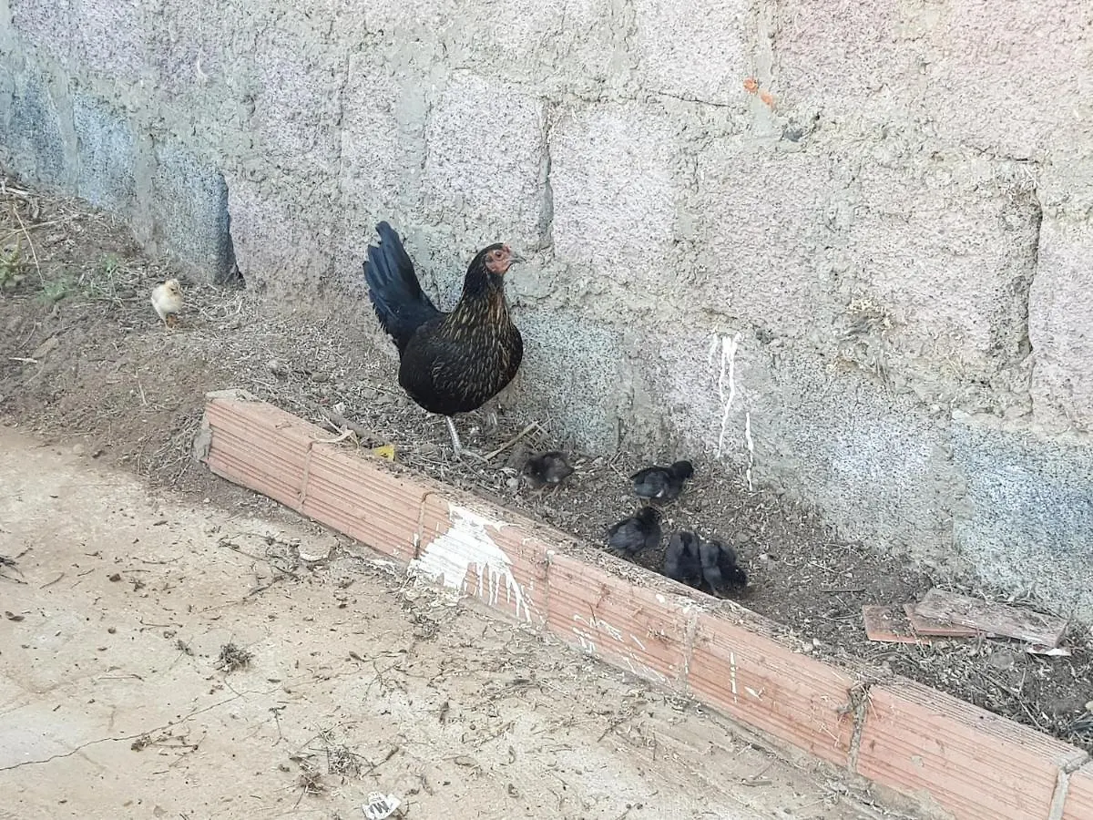 Finca Rural Torres Casas 1 Y 4 Bed & Breakfast 维加-德圣马特奥 度假居